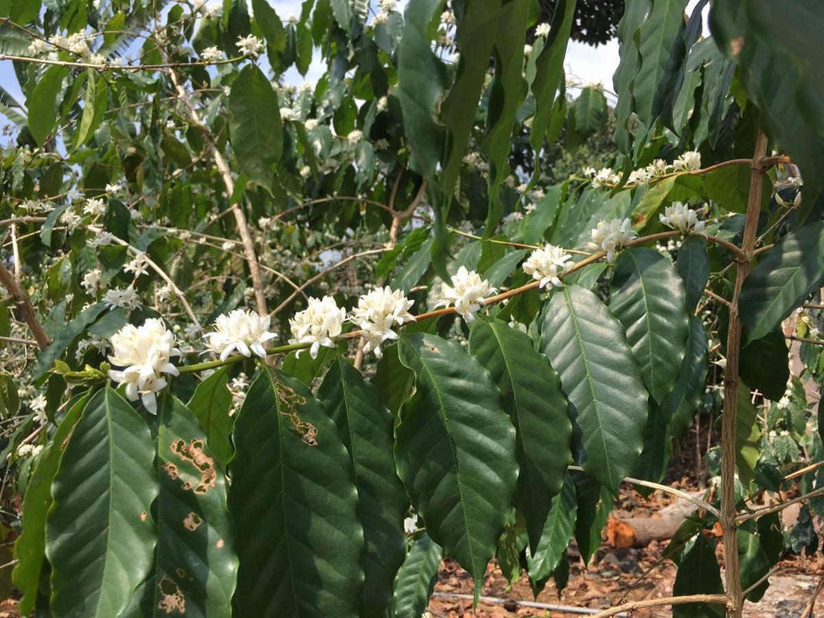 Coffee Garden BnB Captain Cook Buitenkant foto